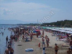 Mare